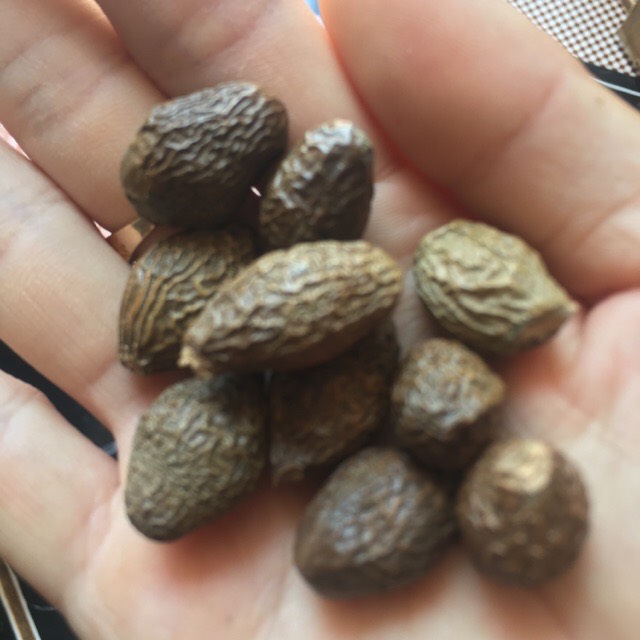 Hạt đười ươi mật 500gr
