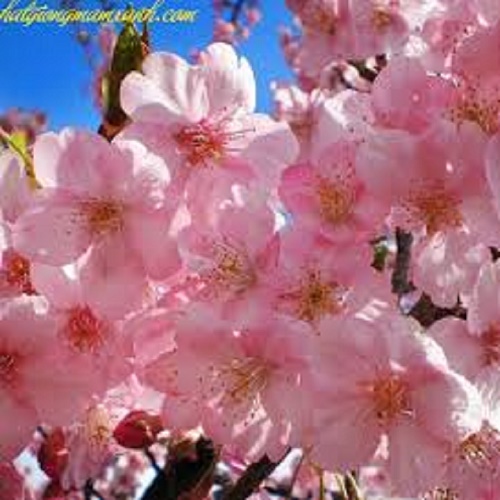 CÂY GIỐNG MAI ANH ĐÀO NHẬT BẢN, CAM KẾT GIỐNG CHUẨN NHẬP KHẨU