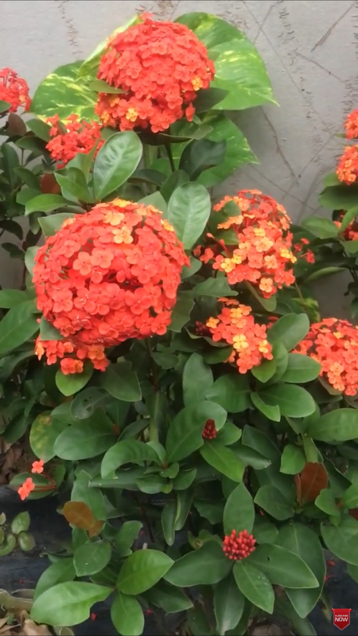 Cây hoa mẫu đơn trang trí sân vườn cao 60-80cm trang trí sân vườn
