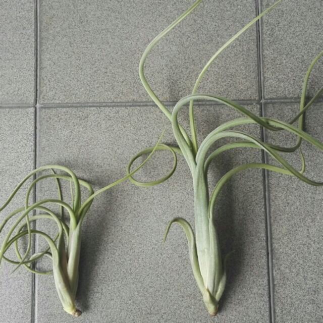 Cây Không Khí Tillandsia Intermedia