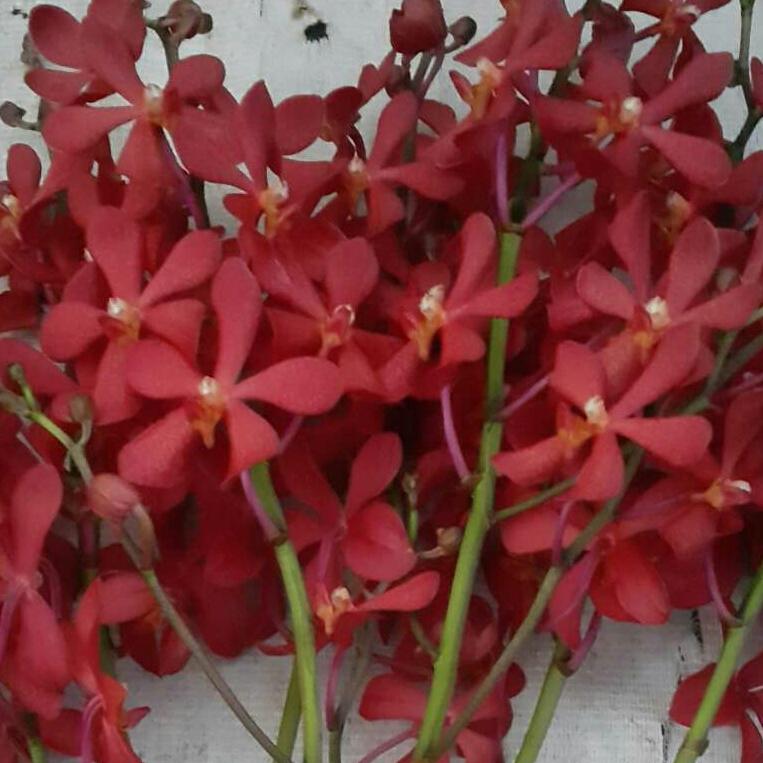 Lan Mokara giống (màu đỏ)