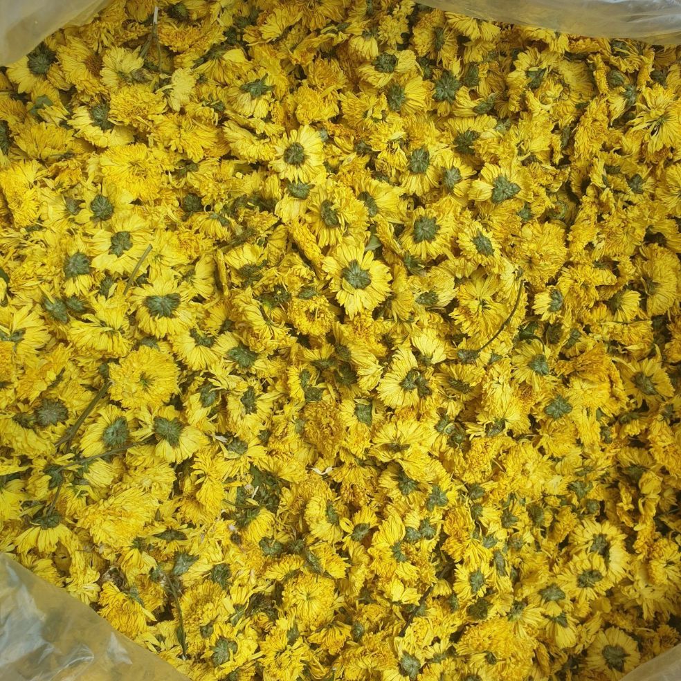 trà hoa cúc vàng nở Đà Lạt sấy lạnh 100g - date mới