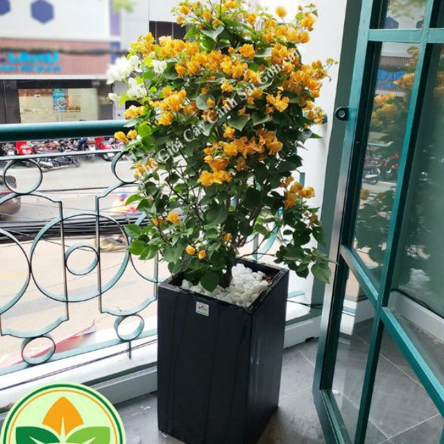 Cây hoa giấy ( màu vàng ) siêu hoa | Lazada.vn