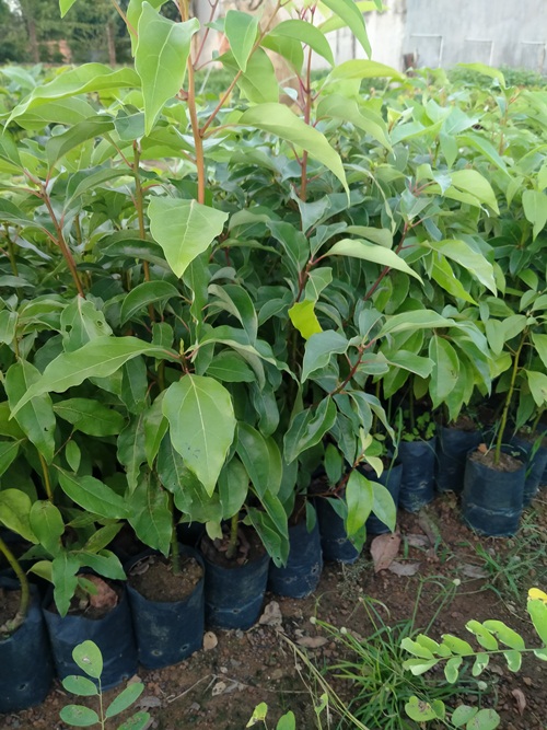 Combo 2 cây xá xị cao 50cm chuẩn giống