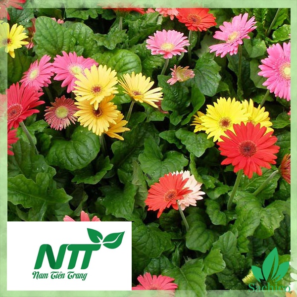 Hạt giống hoa Cúc Đồng Tiền nhiều màu F1 TN