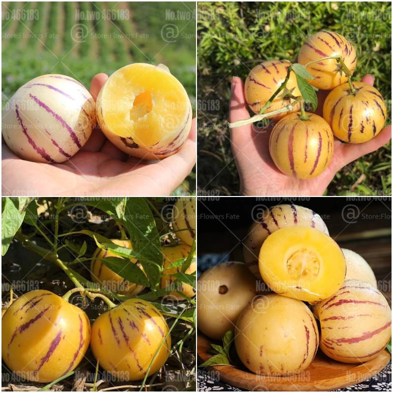 - Combo 3 gói Hạt giống dưa pepino