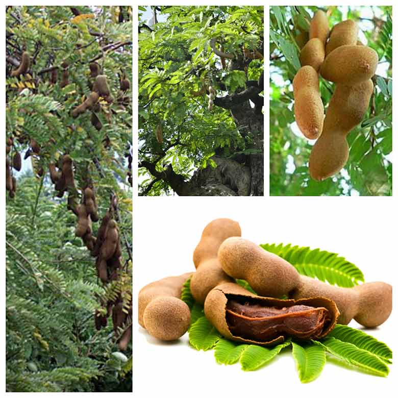 Cây giống Me Thái trồng chậu- cây ghép, cho trái sớm Me Thái Giống Quả Ngọt Sai Dễ Trồng