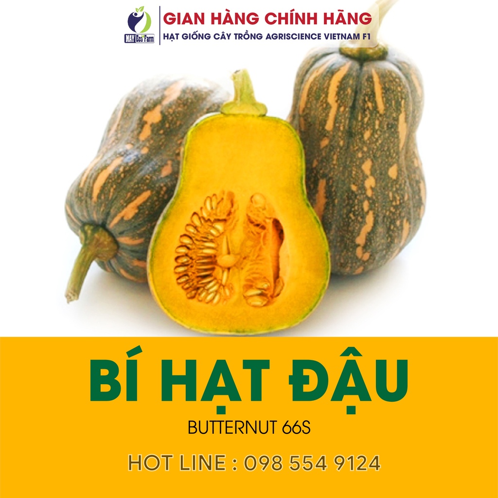 Hạt giống bí hạt đậu, bí hồ lô - h2t farm