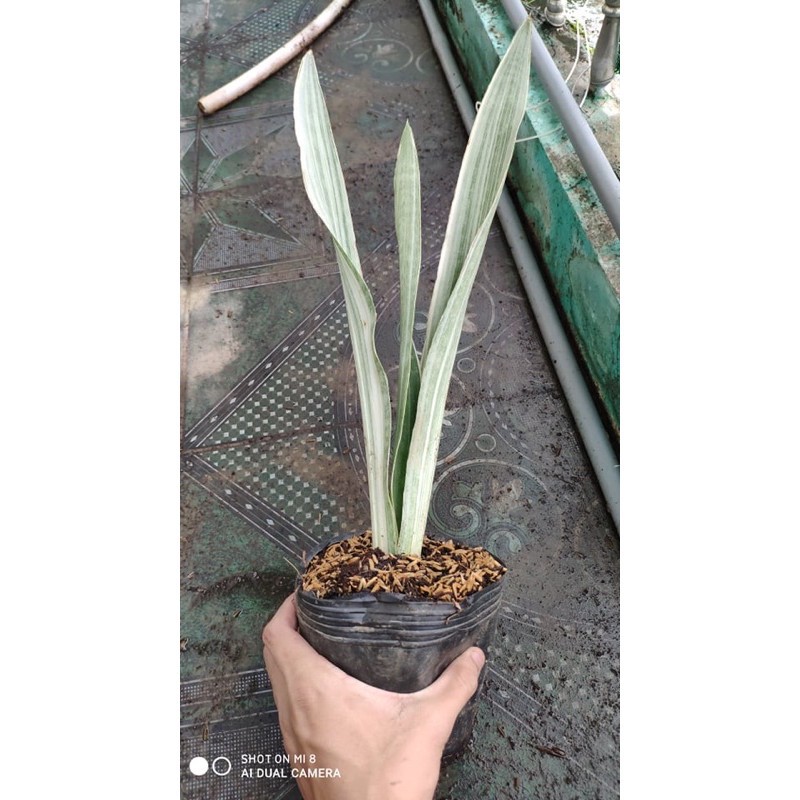 [ XẢ - CẮT LỖ] lưỡi hổ Bạc Siam Sliver