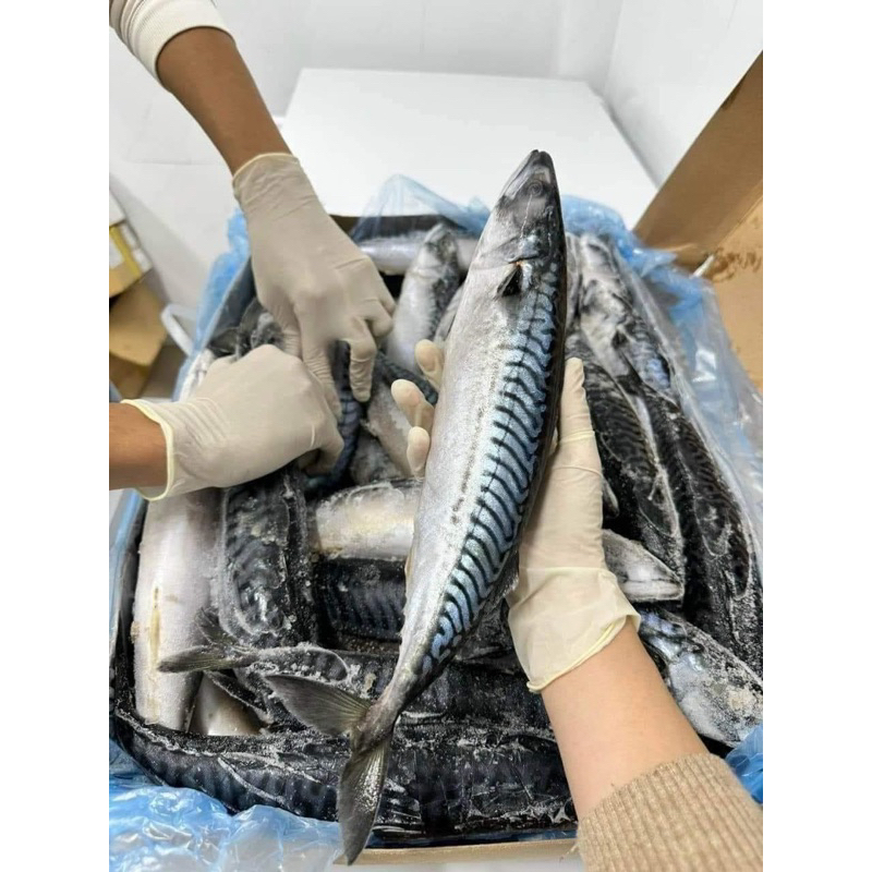 Japanese Sapa Fish - 1 Fish from 350G-500G (Delivery in Ho Chi Minh City)
