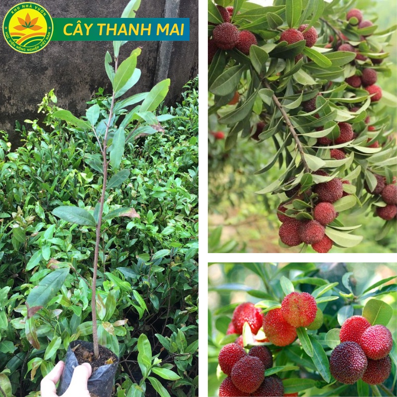 Cây Thanh Mai chuẩn F1 chất lượng cao