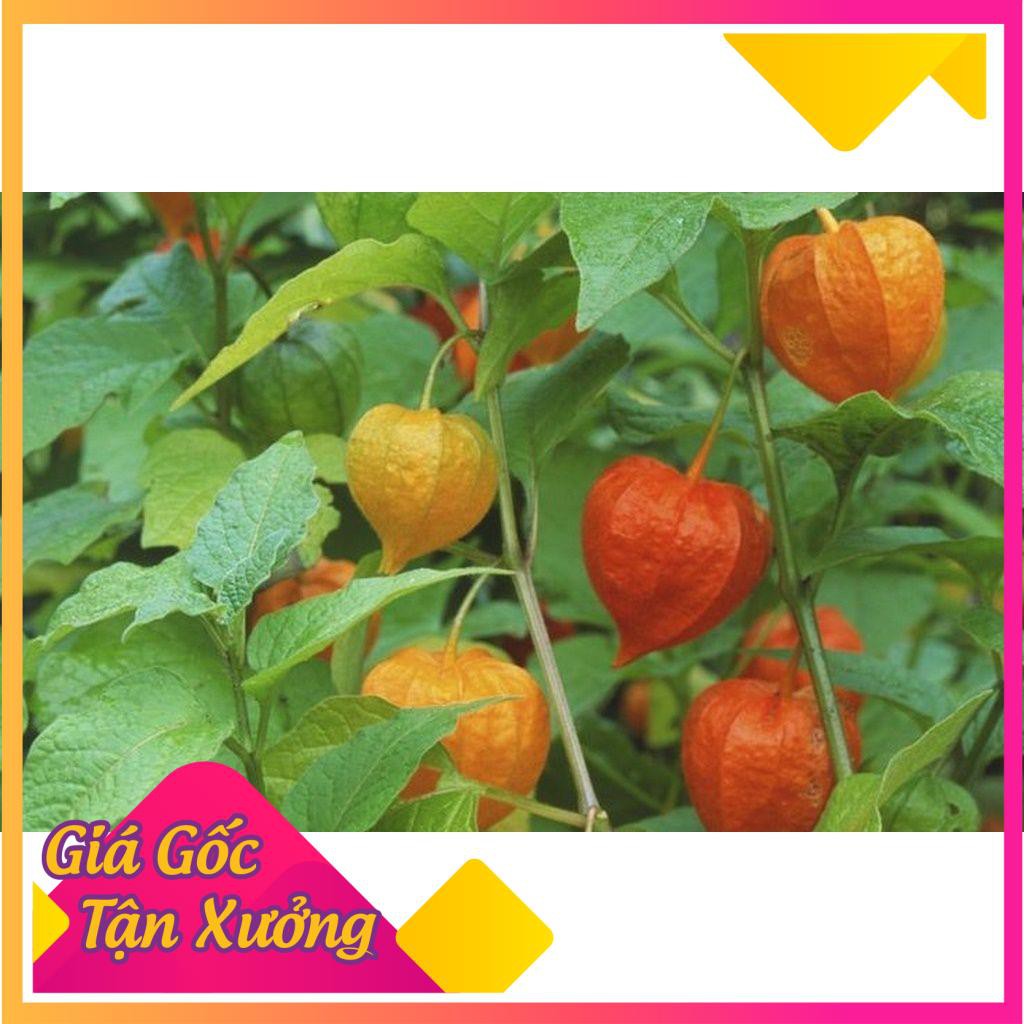 Khu vườn hạt giống quả tầm bóp .