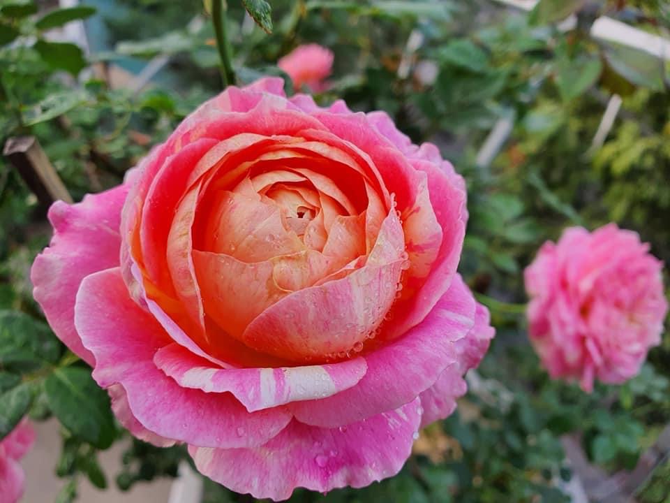 Hoa hồng ngoại nb Claude Monet Rose size trung