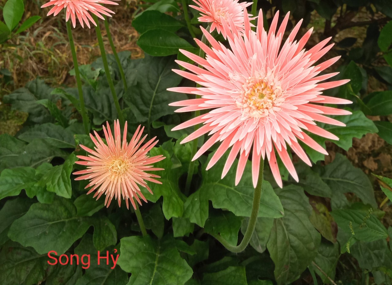 Khóm Cây Hoa Đồng Tiền cổ làng hoa Hồng Việt