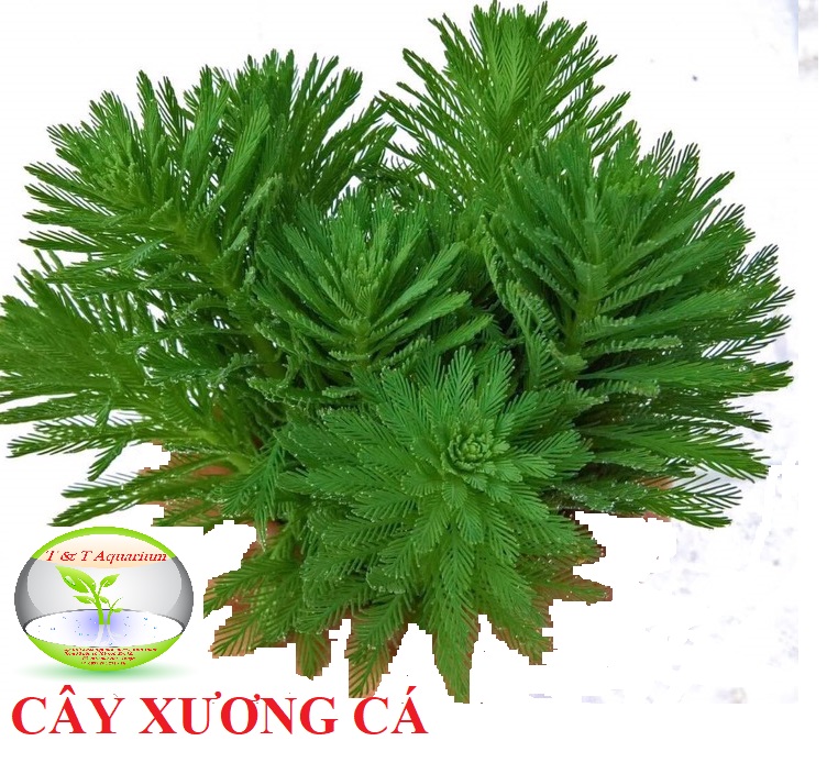 Cắt Cắm - Xương Cá trang trí bể cá cảnh, bể thủy sinh thùng xốp, bán cạn