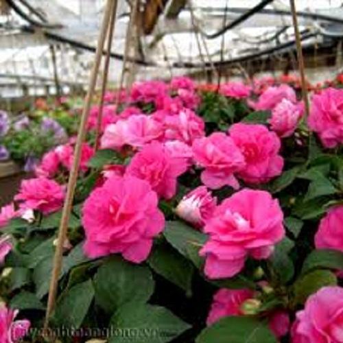 Hạt Giống Hoa Ngọc Thảo - Mai Địa Thảo Kép Nhiều Màu. Mỗi Túi 5 Hạt