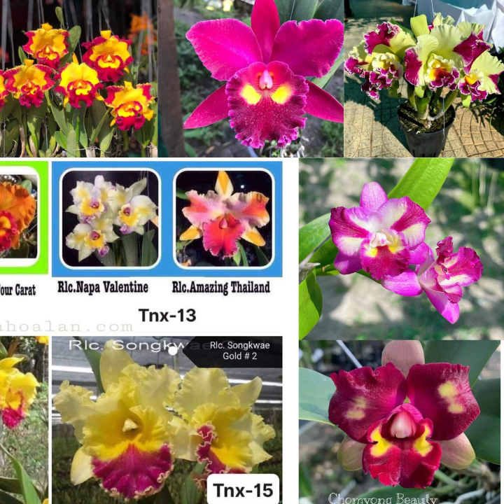 Combo 10 chậu cattleya hàng giống 10 màu giá siêu rẻ