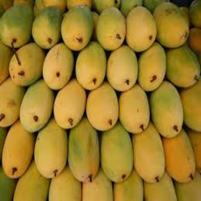 Cây giống xoài cát Hòa lộc