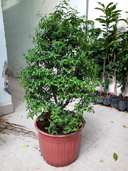 Cây mai chiếu thủy lá nhỏ