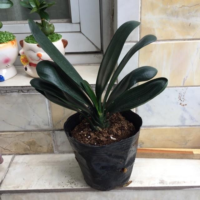 Cây Lan Quân Tử - Chậu Cây Phong Thủy Để mang lại sự may mắn và thành công cho tuổi của mình, nhiều người đã lựa chọn sử dụng cây cảnh phong thủy