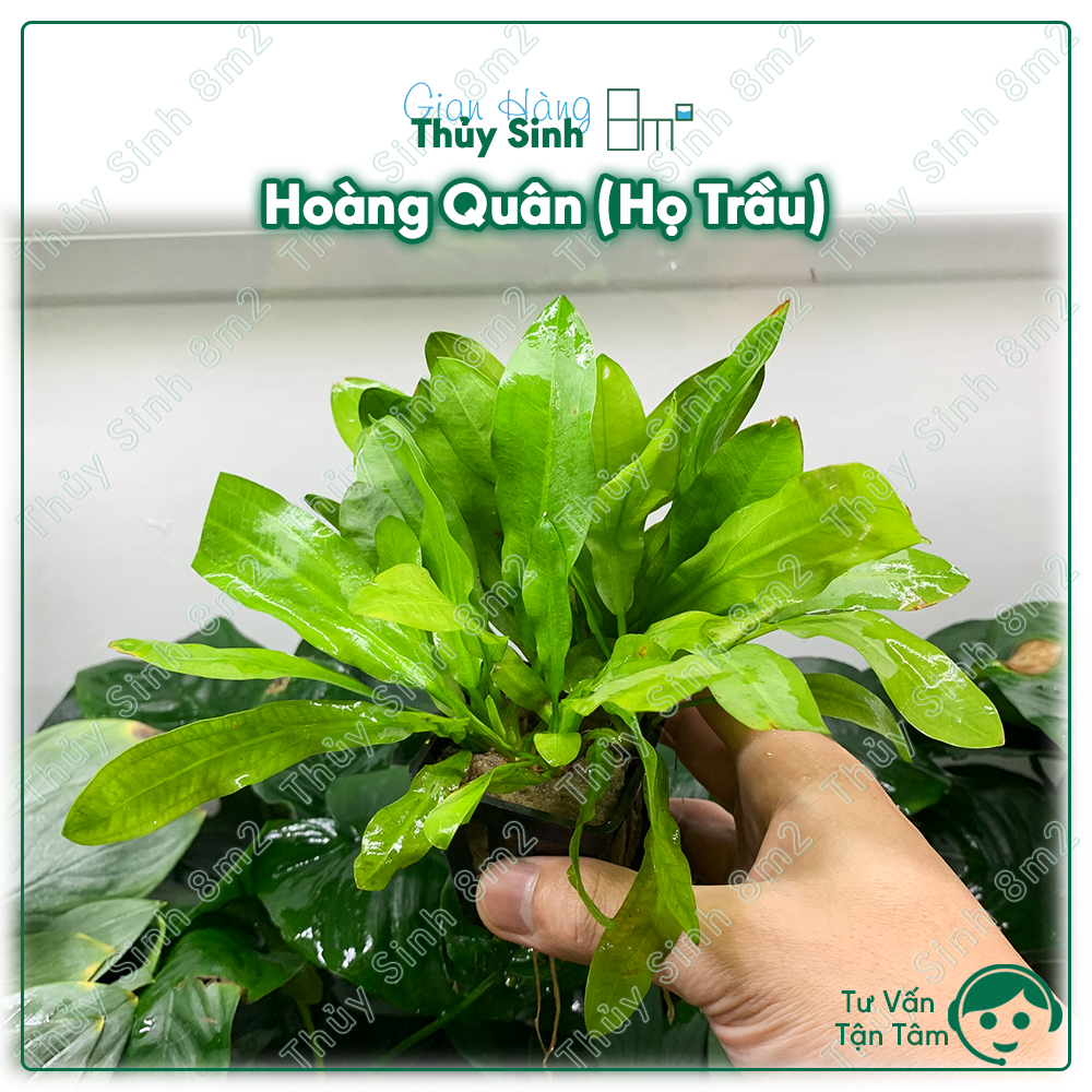 (Lá Cạn) Trầu Hoàng Quân | Cây Thủy Sinh KHÔNG CO2, Trung Cảnh, Cắm Nền | 8m2