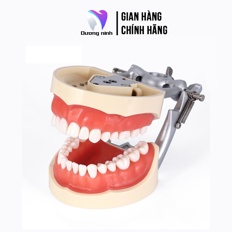 Mẫu hàm nha khoa, Thực hành mài cùi răng nhựa ST42