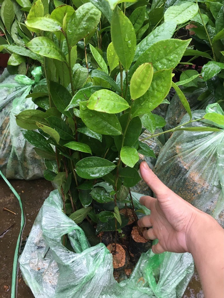 Giống cây trà xanh thái nguyên, combo 3 cây trà xanh cao 25cm