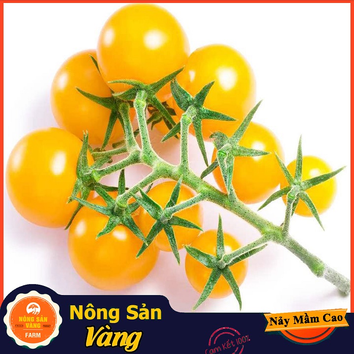 [HCM]Hạt giống Cà Chua Bi Vàng Lùn ( Gói 20 Hạt ) - Nông Sản Vàng