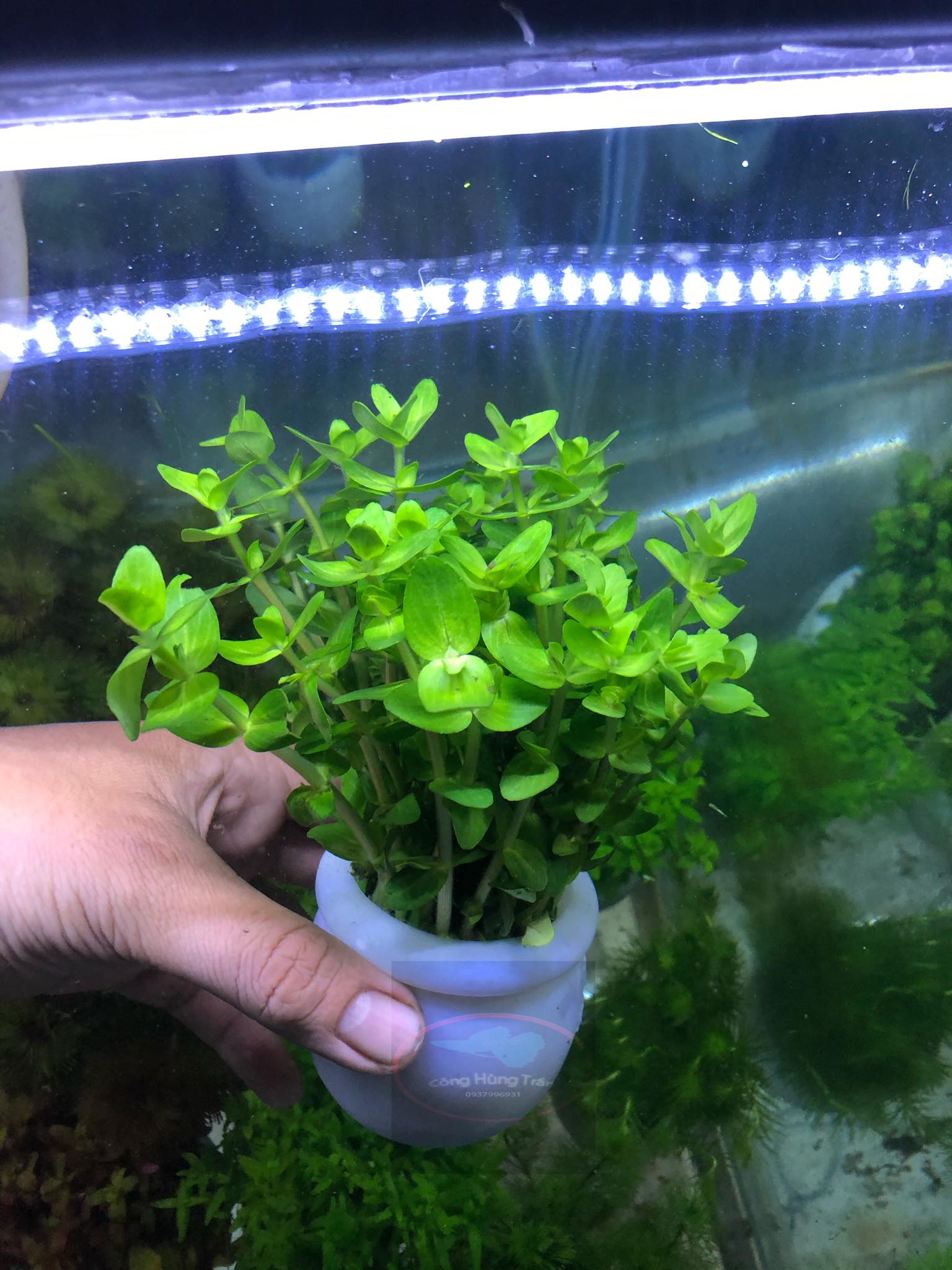 Cây thủy sinh Lệ Nhi