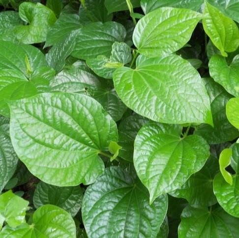 LÁ LỐT TƯƠI - LÁ NỐT TƯƠI 200GR (CHỈ NHẬN THANH TOÁN TRƯỚC)