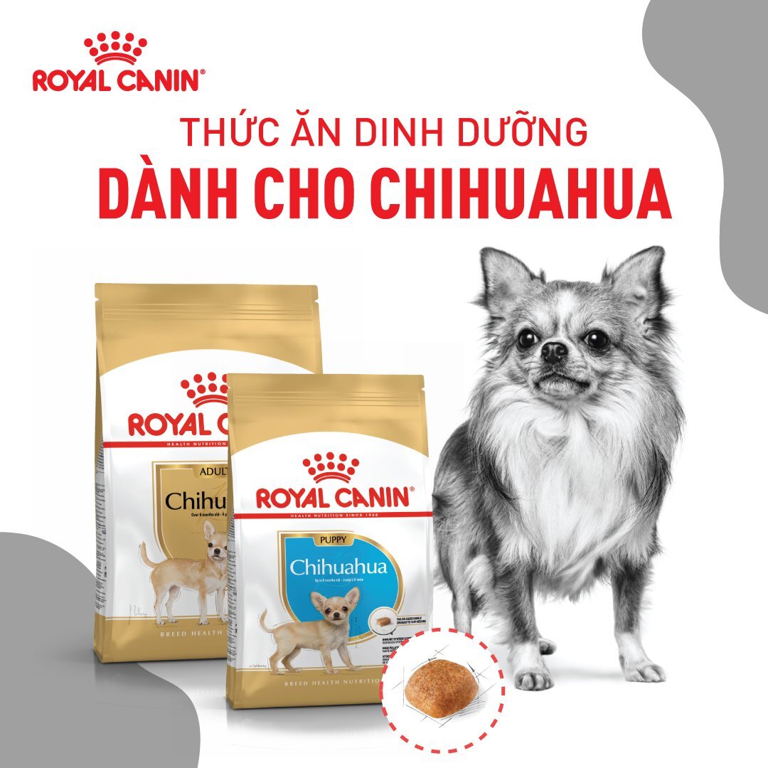 Hạt Royal Canin Chihuahua Adult cho chó Chihuahua trưởng thành