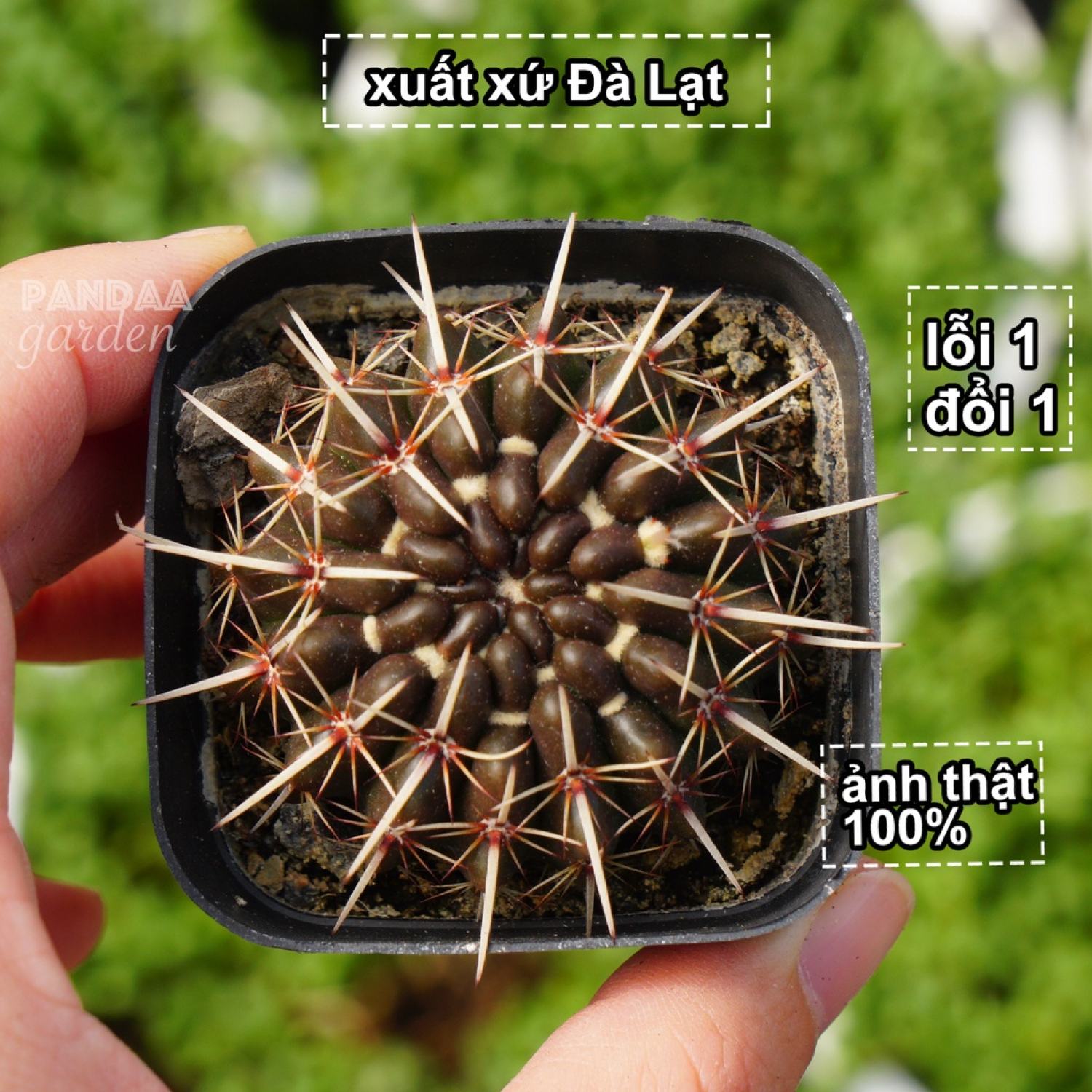 Xương rồng gai kiếm size 4-6cm, vườn xương rồng sen đá pandaa garden, xương rồng để bàn đẹp, lỗi 1 đổi 1