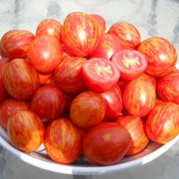 Hạt Giống Cà Chua - Ngựa Vằn Đỏ tặng kèm kích mầm