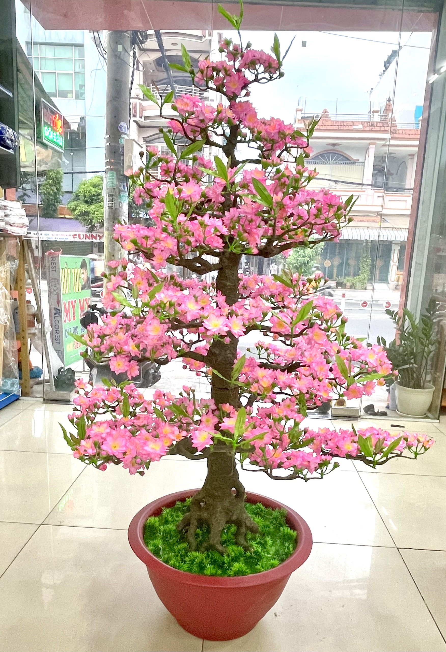 Cây Hoa Đào Bonsai Cao 1m45- Bao Gồm Chậu Và Tặng Bao Lì Xì