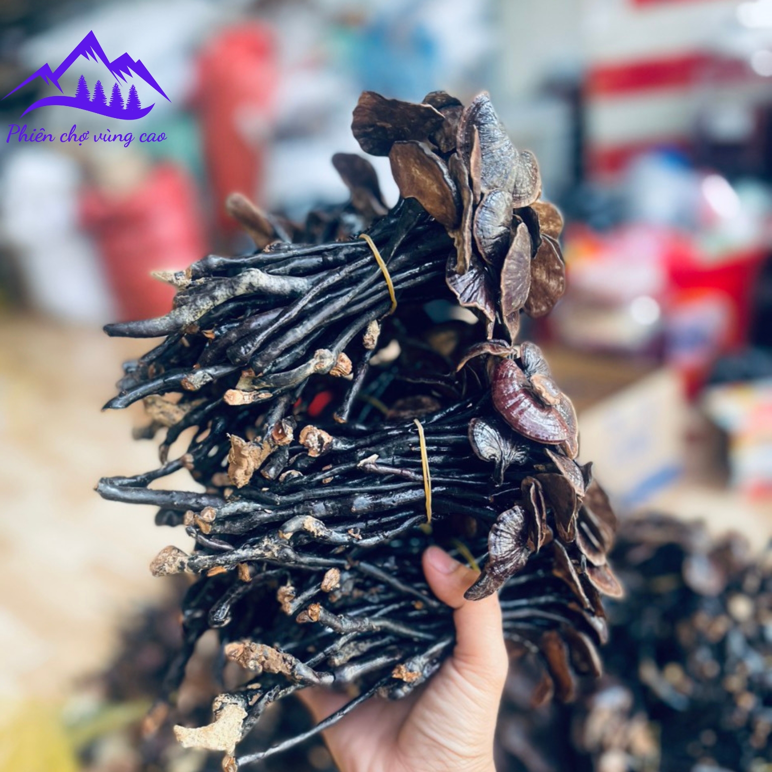 Nấm linh chi cổ cò rừng tự nhiên Tây Bắc, Việt Nam. Dược liệu nám linh chi đỏ, linh chi sừng hươu, nấm lim xanh