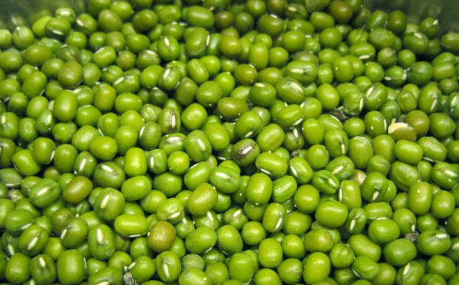 đậu xanh làm giá đỗ - đậu xanh nhà trồng - nảy mầm cao