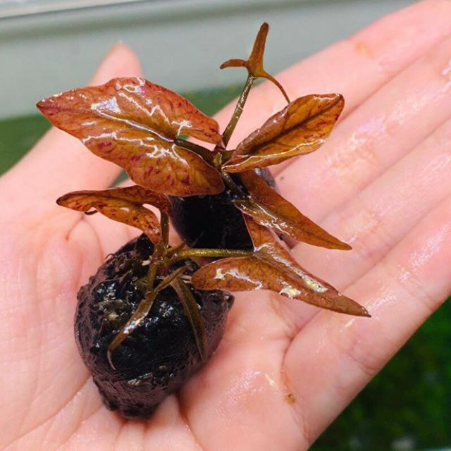 CỦ SEN TIGER CÂY THỦY SINH MÀU ĐỎ SIÊU CƯNG PHÙ HỢP VỚI CẢ HỒ THỦY SINH THIẾU DƯỠNG NHƯ SỎI