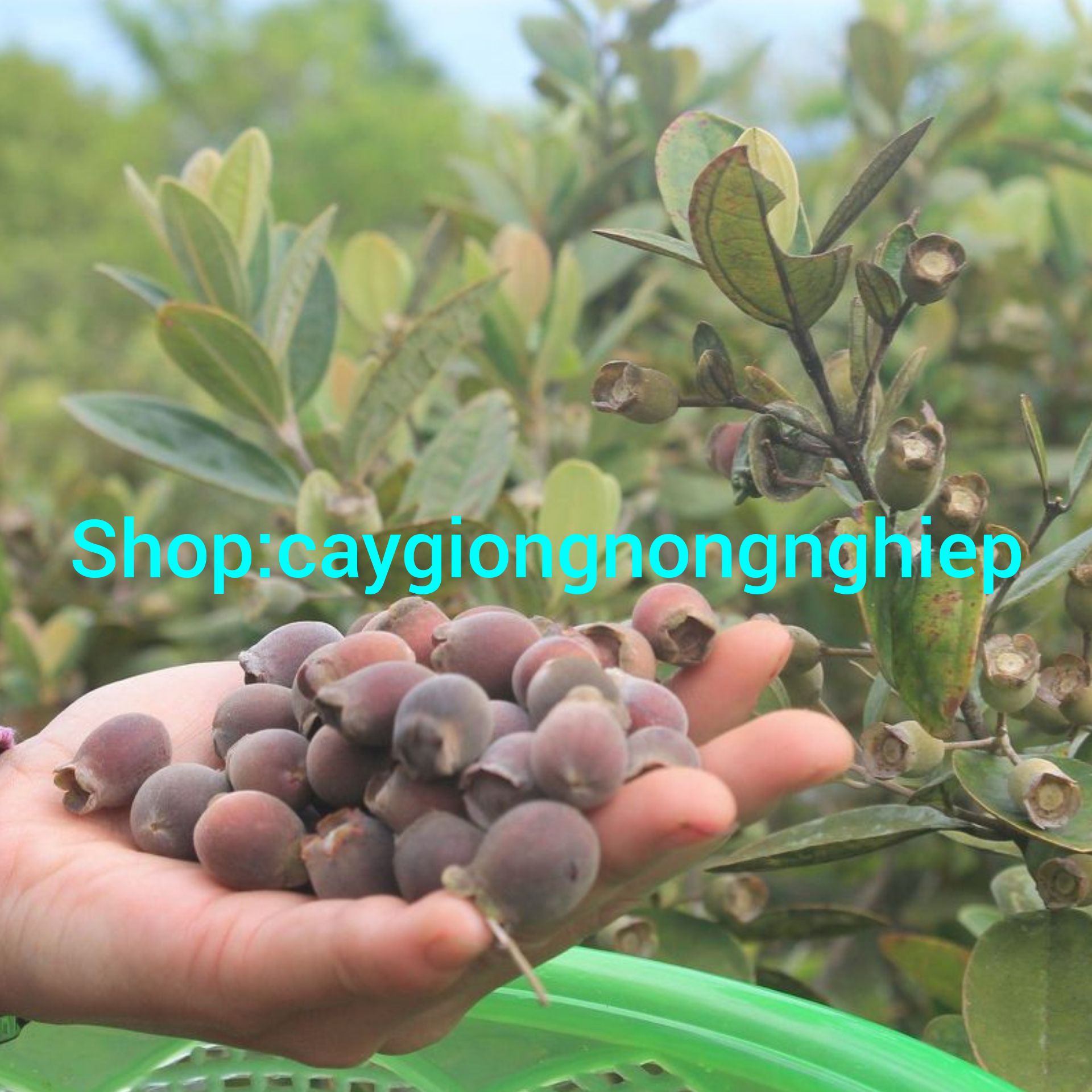 Cây sim giống