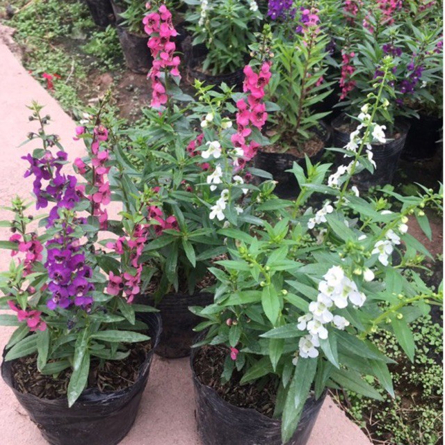 Cây Hoa Ngọc Hân, Cây violet