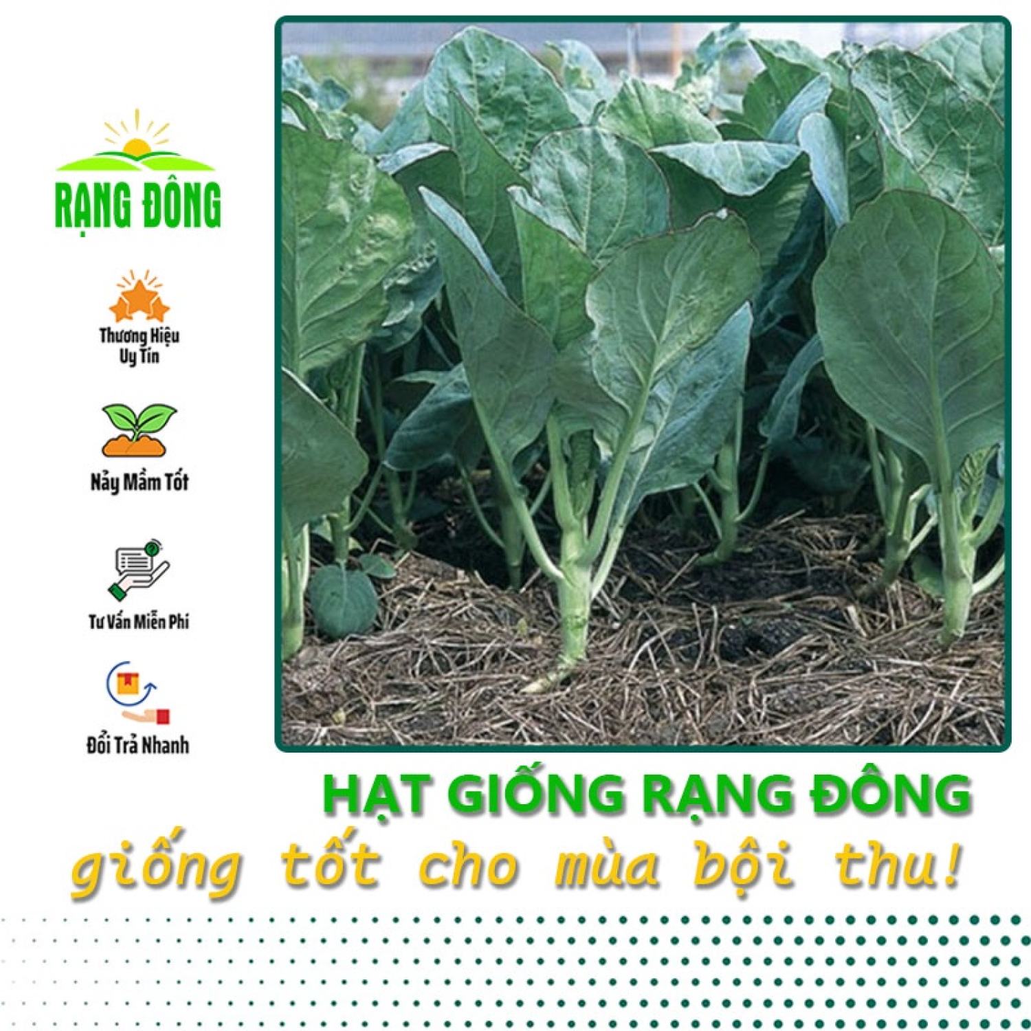 Hạt giống Cải rổ trồng quanh năm, hạt giống nảy mầm tốt, dễ chăm sóc - Hạt giống Rạng Đông