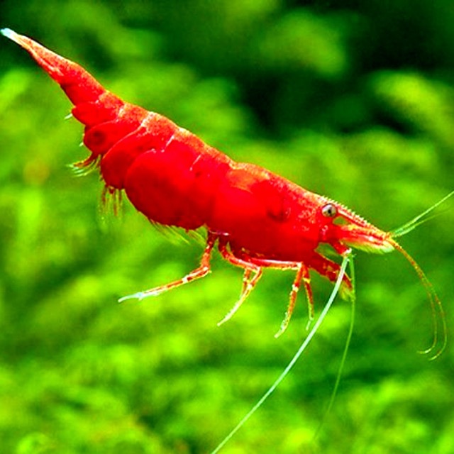 tép màu đỏ - trang trí hồ