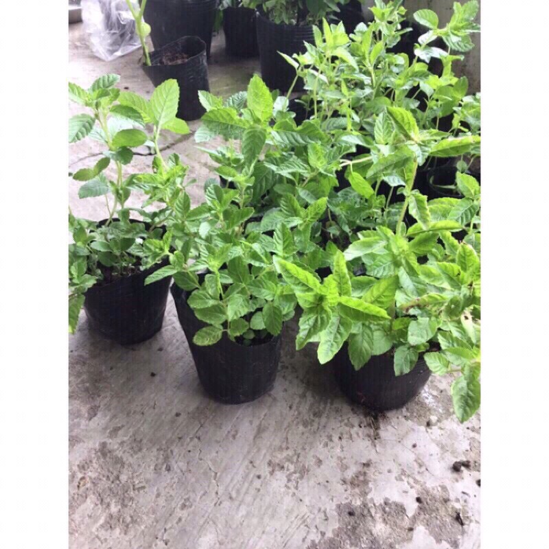 2 bầu cây sương sáo( bầu nhiều cây như hình)