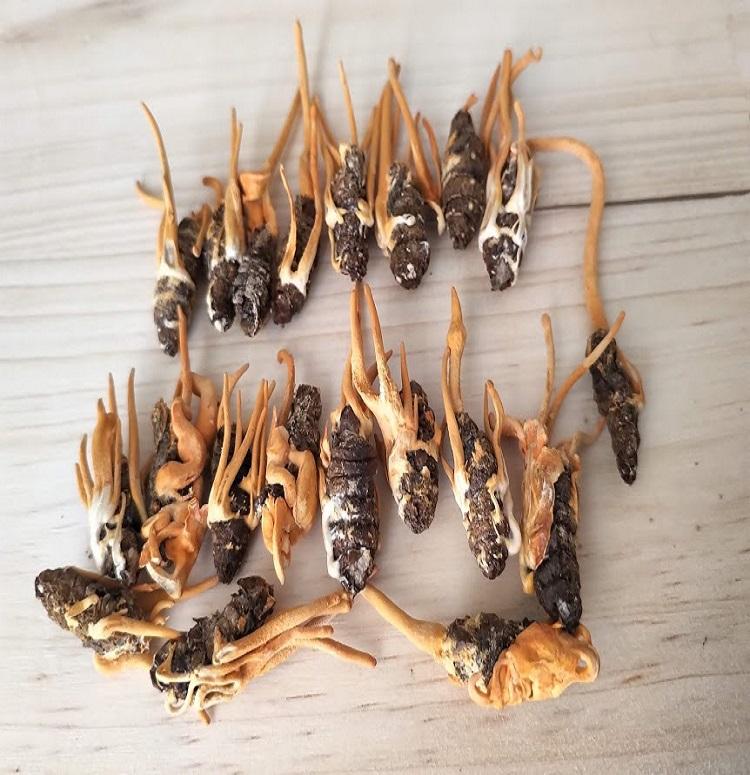 Con nhộng đông trùng hạ thảo Fungi dạng sấy thăng hoa