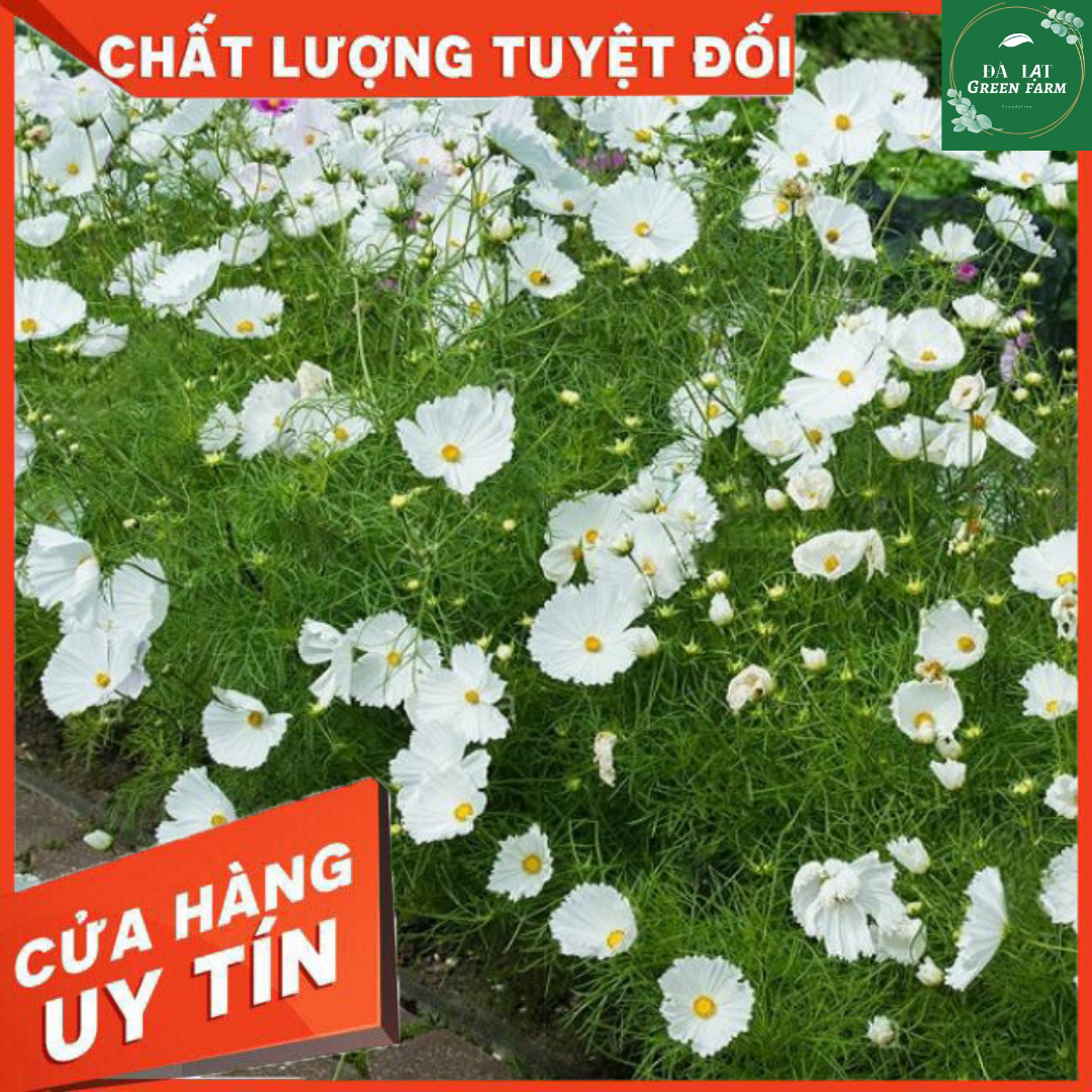 50h_hạt giống sao sao nhái/cánh bướm trắng