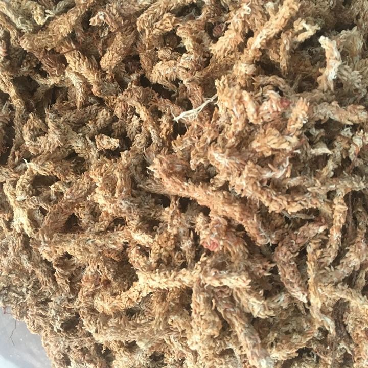 Rêu sâu chi lê cao cấp - giá thể trồng lan gói 100g