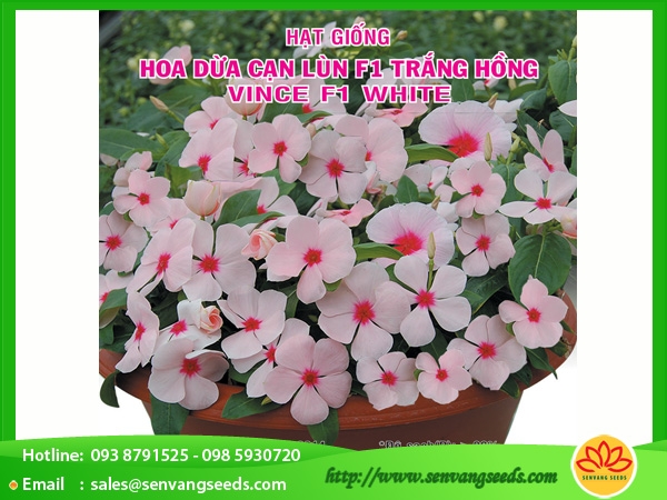 HẠT GIỐNG Hoa Dừa Cạn Lùn F1 Trắng Hồng