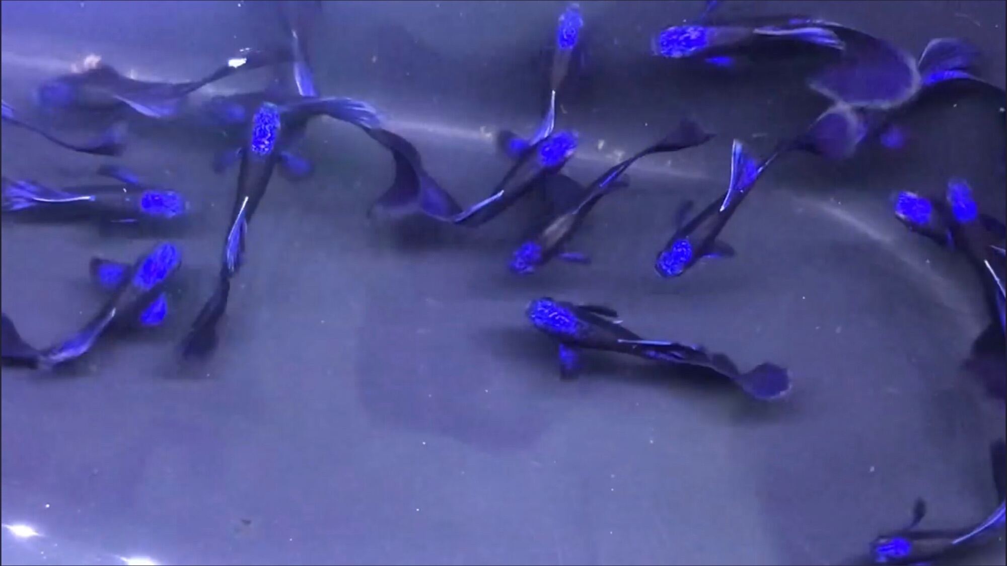 Cá bảy màu blue tarzan