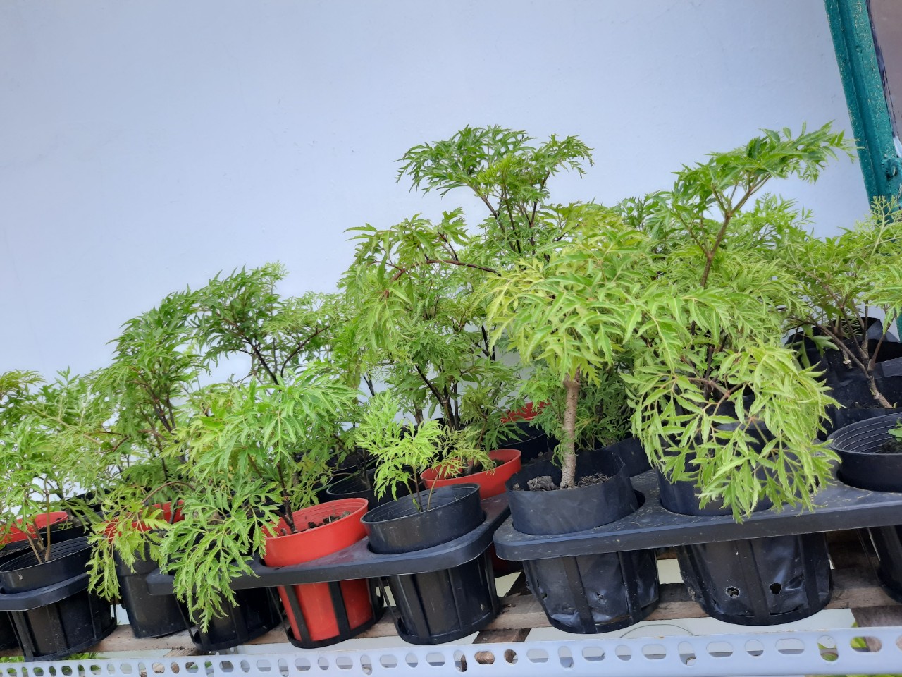 Đinh lăng lá nhỏ