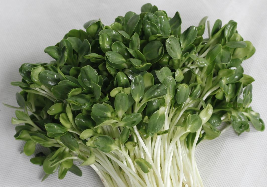 [HCM]Gói 100g Hạt Giống Rau Mầm Hướng Dương - Thế Giới Rau Mầm