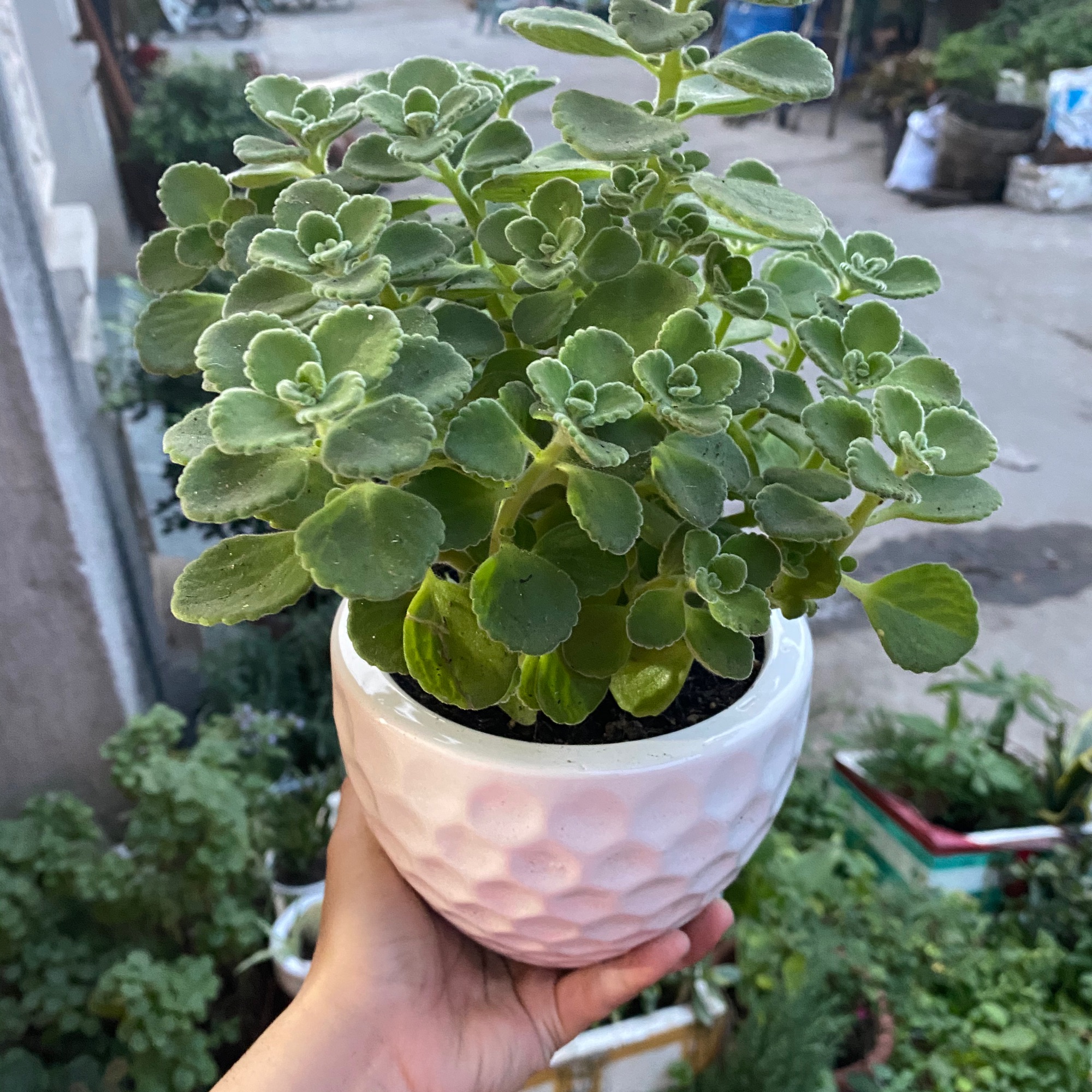 SEN THƠM BỤI LỚN - CÂY NHẤT MẠT HƯƠNG